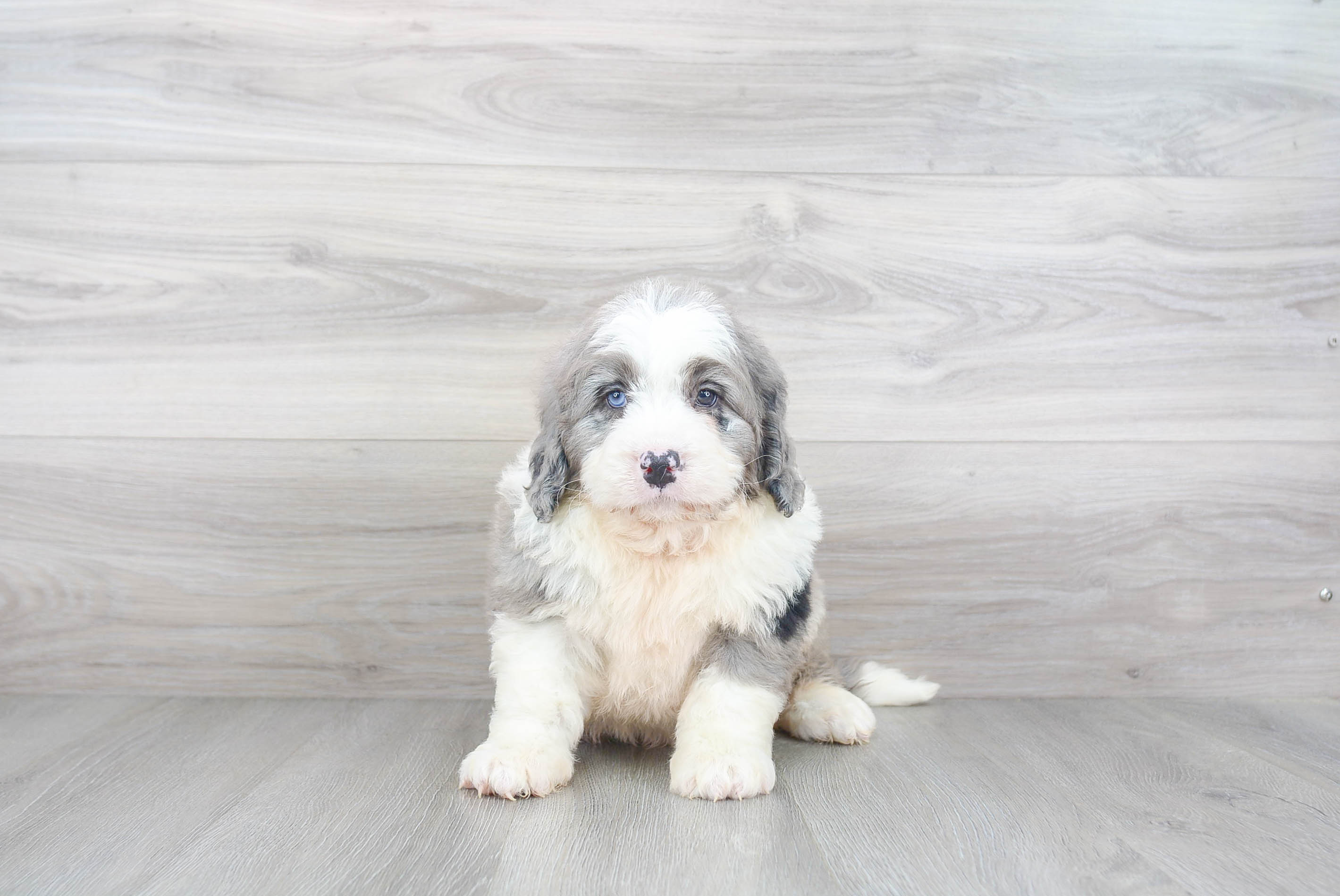 Mini Bernedoodle Puppy for Adoption