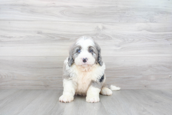 Mini Bernedoodle Puppy for Adoption