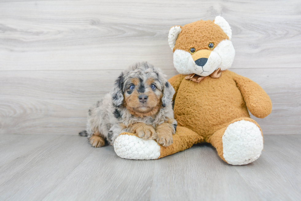 Best Mini Bernedoodle Baby