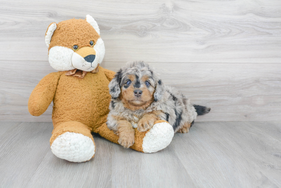 Best Mini Bernedoodle Baby