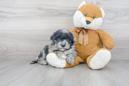 Fluffy Mini Bernedoodle Poodle Mix Pup