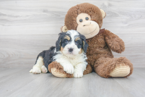 Best Mini Bernedoodle Baby