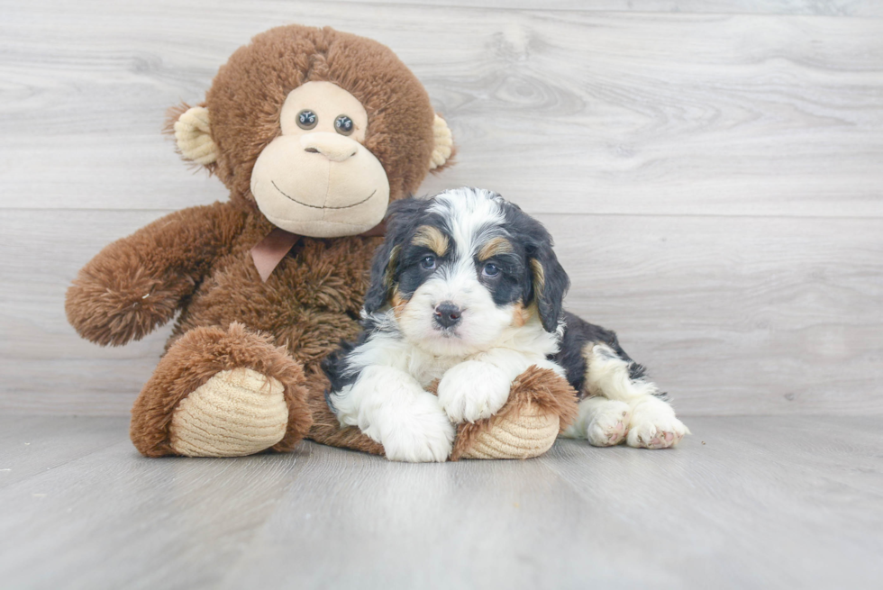 Playful Bernadoodle Poodle Mix Puppy