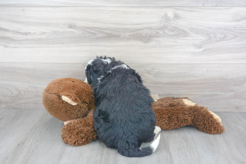 Smart Mini Bernedoodle Poodle Mix Pup