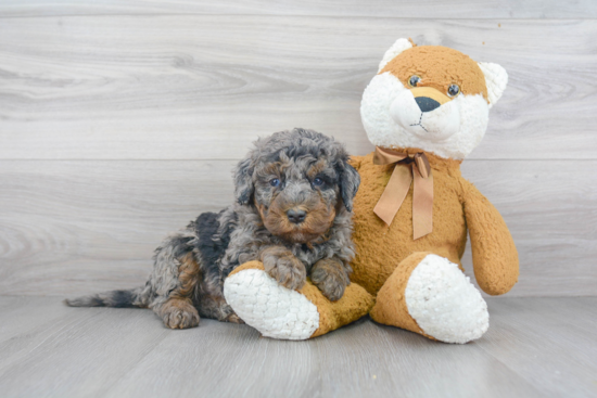 Mini Bernedoodle Puppy for Adoption