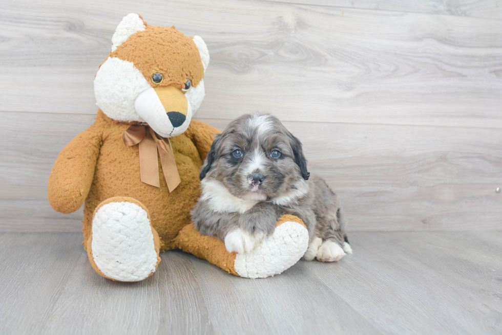 Hypoallergenic Bernadoodle Poodle Mix Puppy