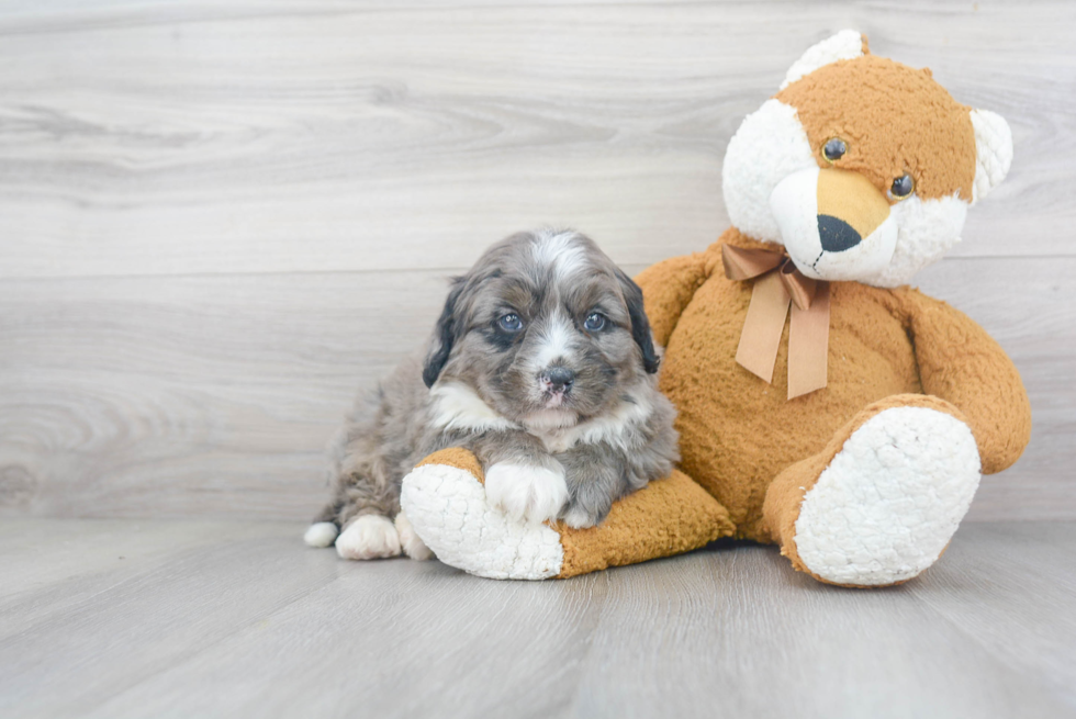 Hypoallergenic Bernadoodle Poodle Mix Puppy