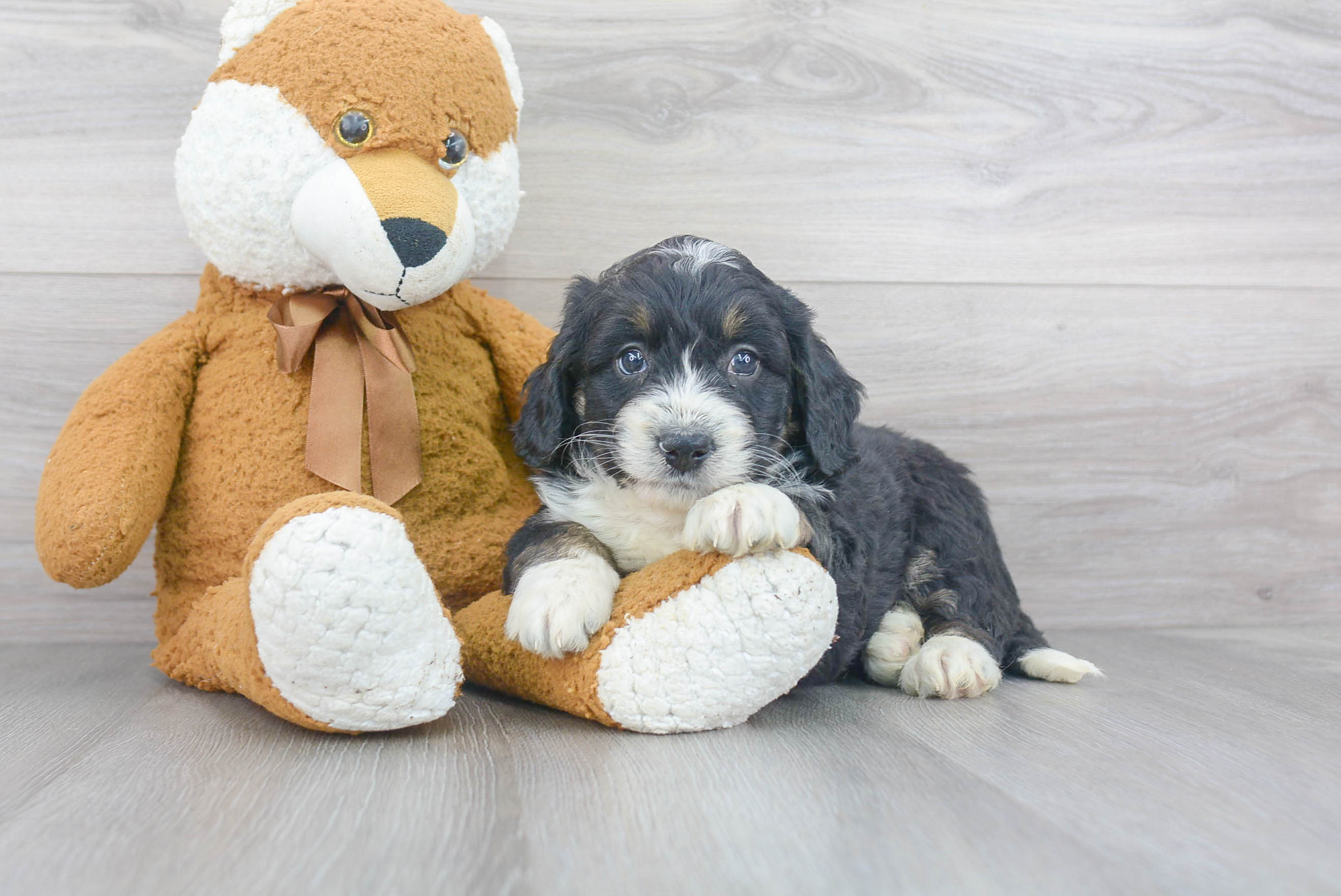 Mini Bernedoodle Puppy for Adoption