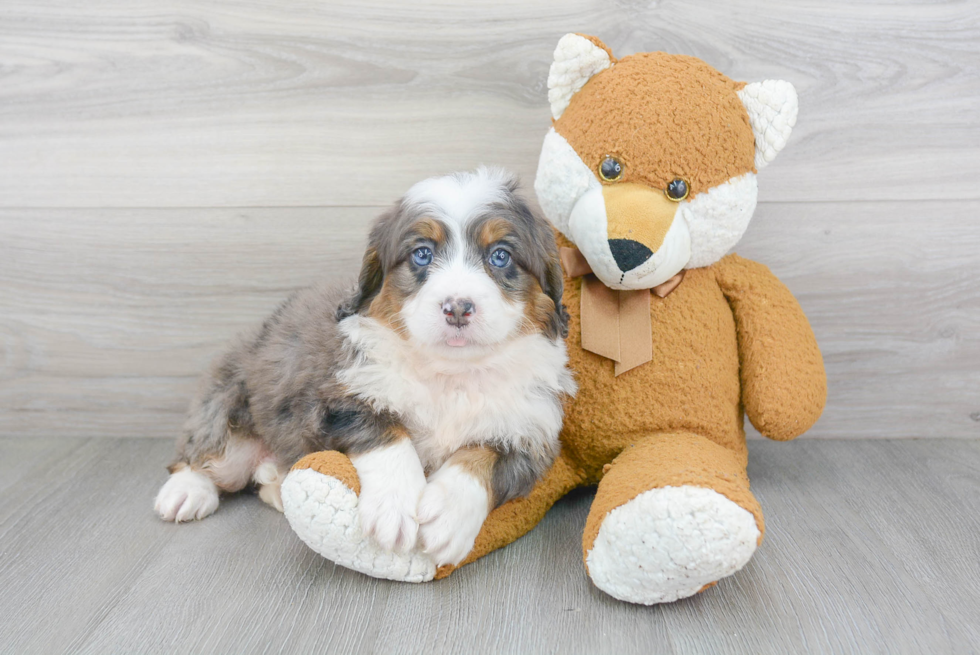 Mini Bernedoodle Pup Being Cute