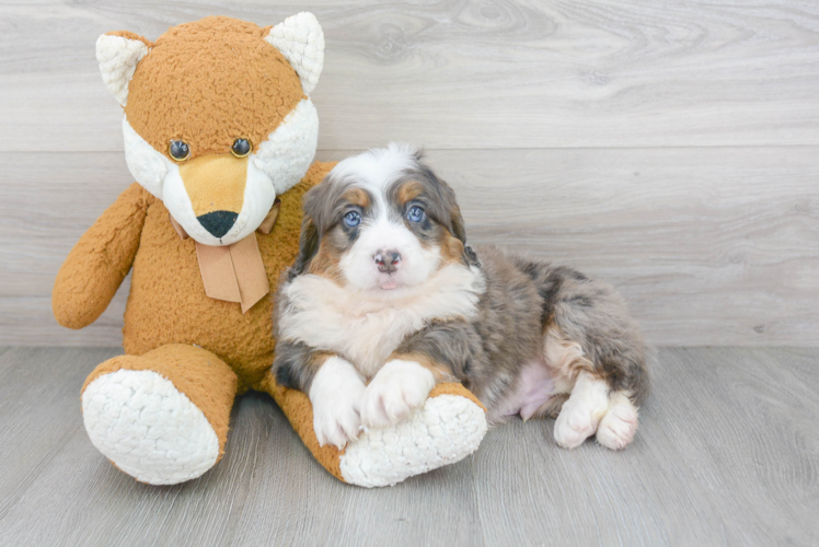 Best Mini Bernedoodle Baby