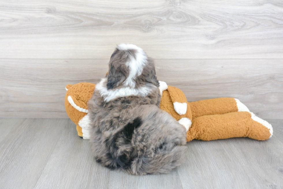 Funny Mini Bernedoodle Poodle Mix Pup