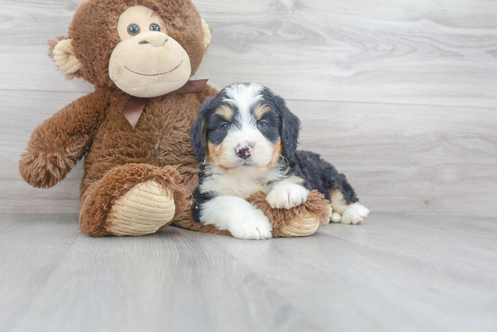 Playful Mini Berniedoodle Poodle Mix Puppy