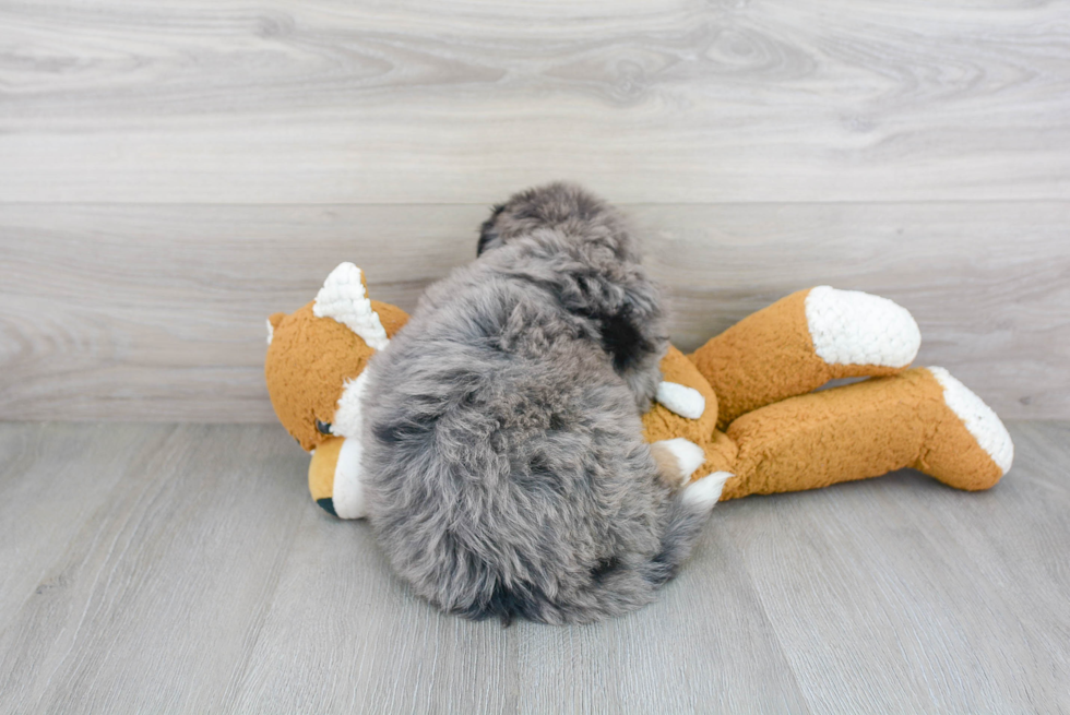 Fluffy Mini Bernedoodle Poodle Mix Pup