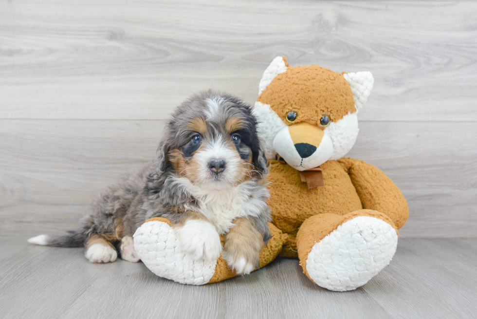 Best Mini Bernedoodle Baby