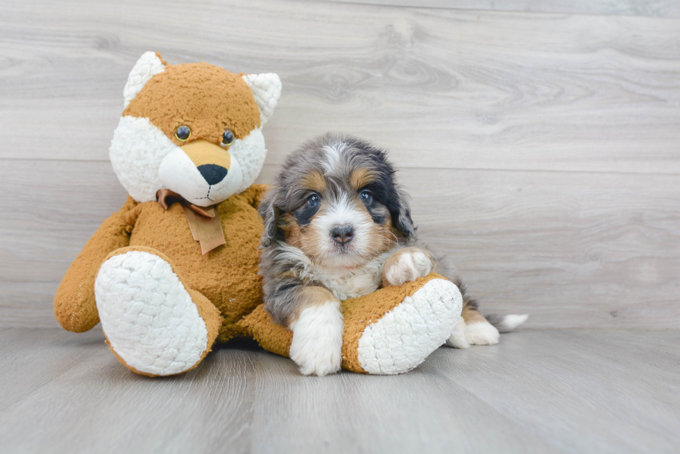 Best Mini Bernedoodle Baby