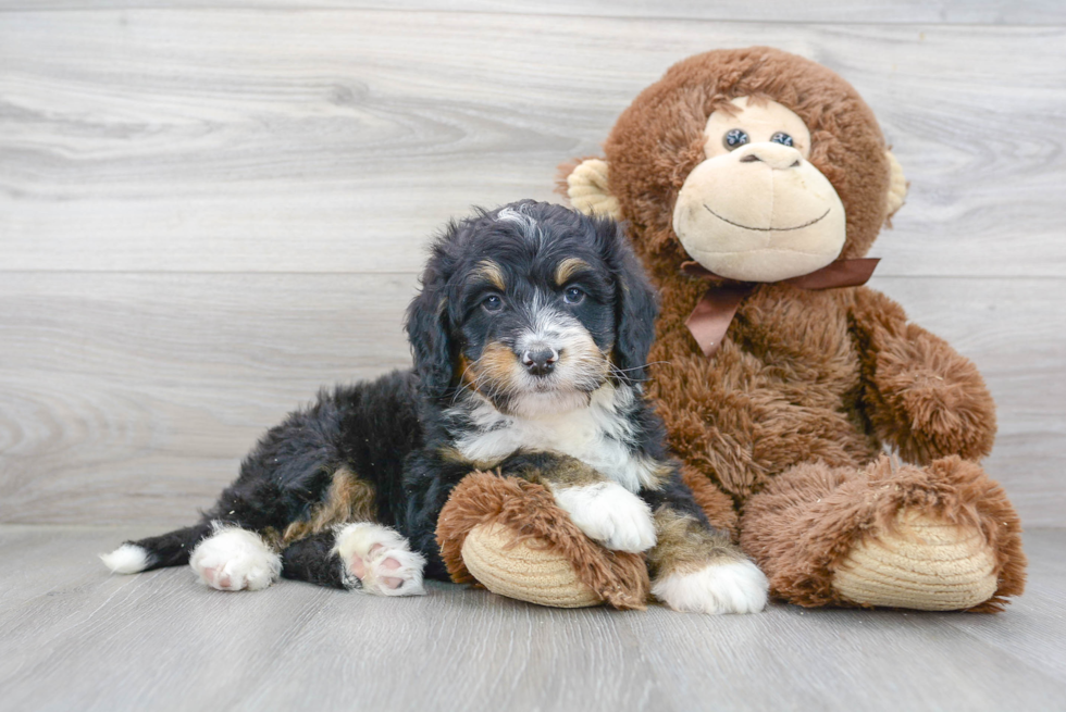 Mini Bernedoodle Puppy for Adoption