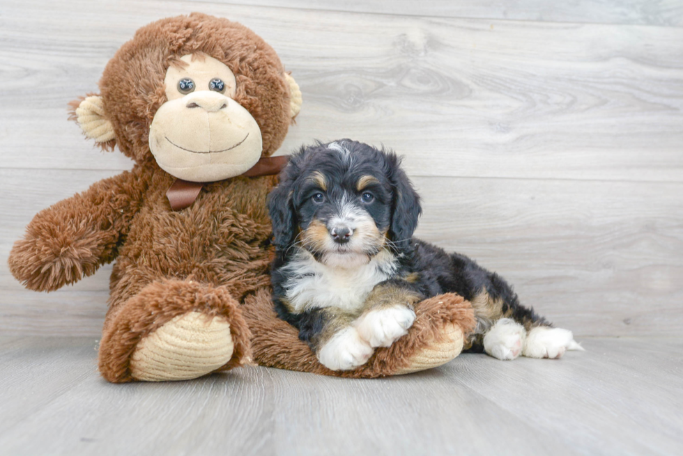 Best Mini Bernedoodle Baby