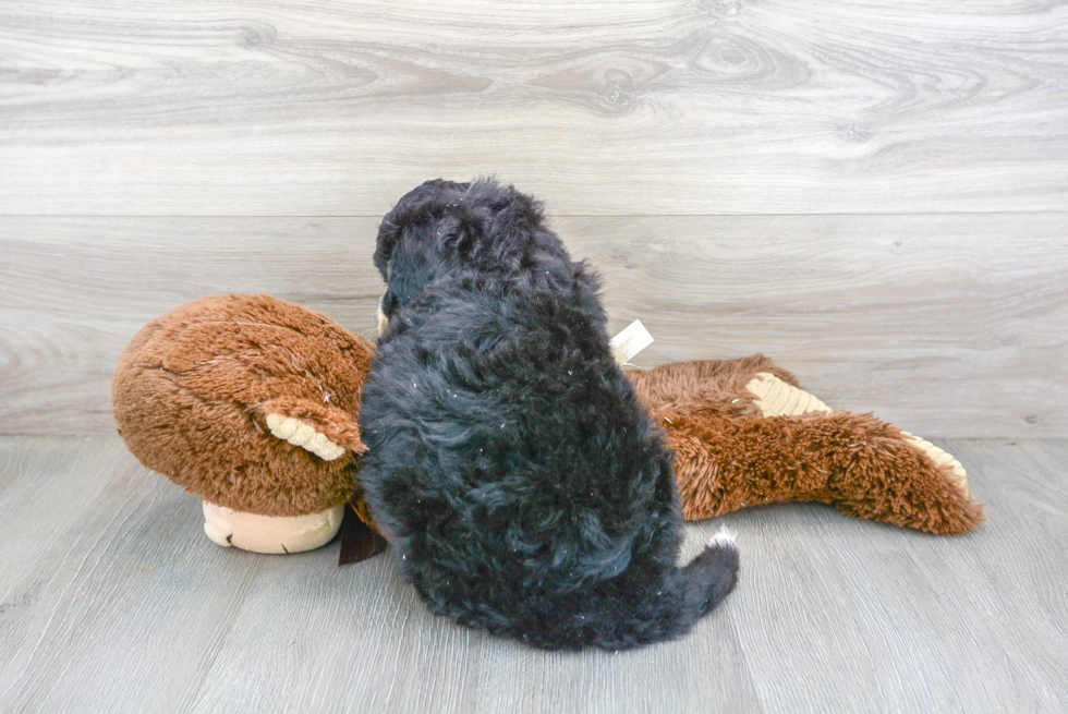 Friendly Mini Bernedoodle Baby