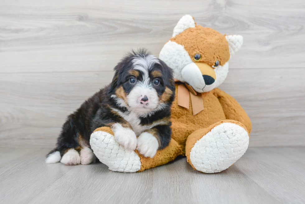 Funny Mini Bernedoodle Poodle Mix Pup