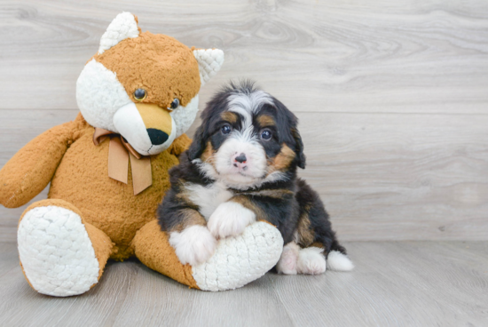 Mini Bernedoodle Pup Being Cute