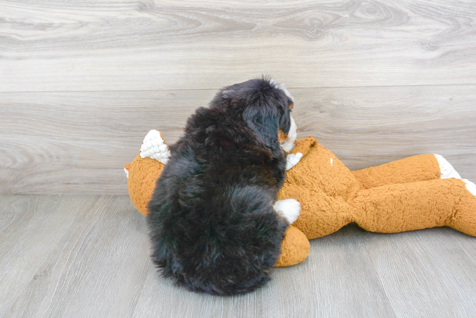 Best Mini Bernedoodle Baby