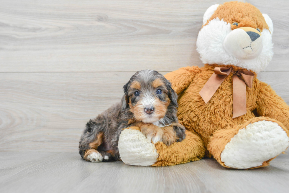 Cute Mini Bernedoodle Baby