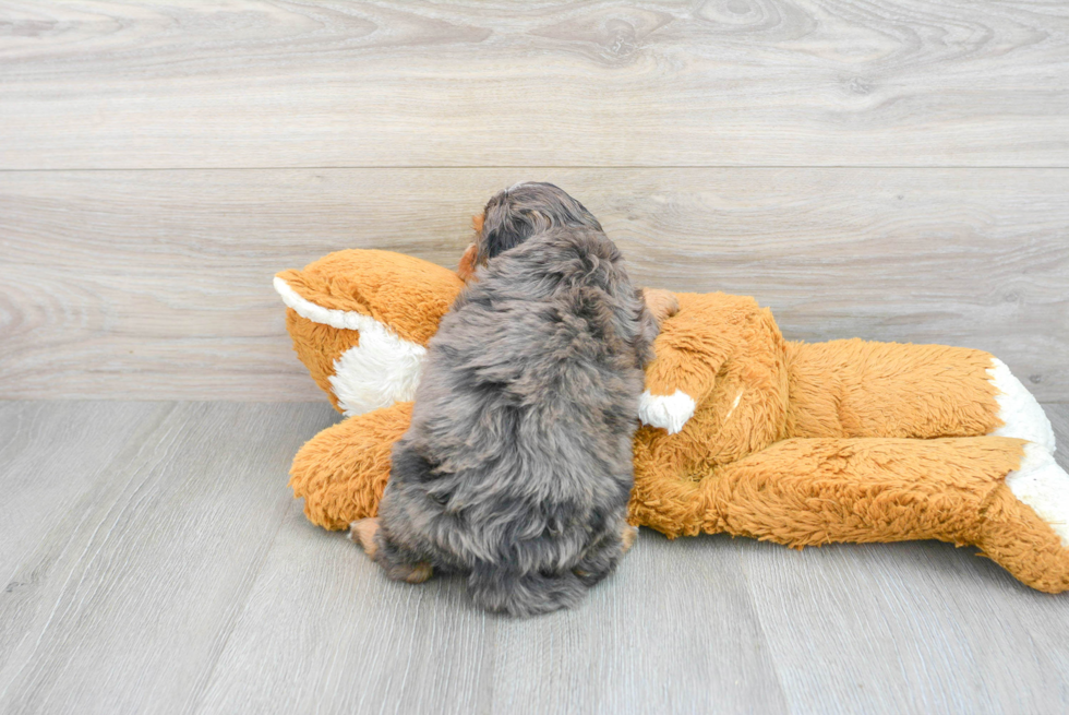 Best Mini Bernedoodle Baby