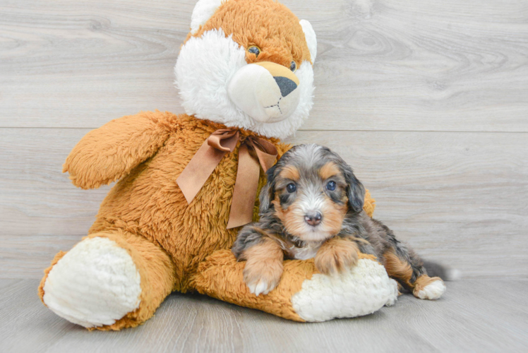 Hypoallergenic Bernadoodle Poodle Mix Puppy