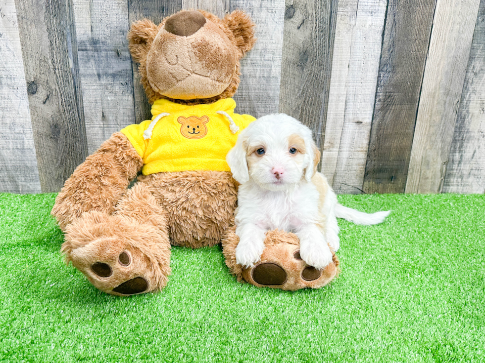 Mini Bernedoodle Puppy for Adoption