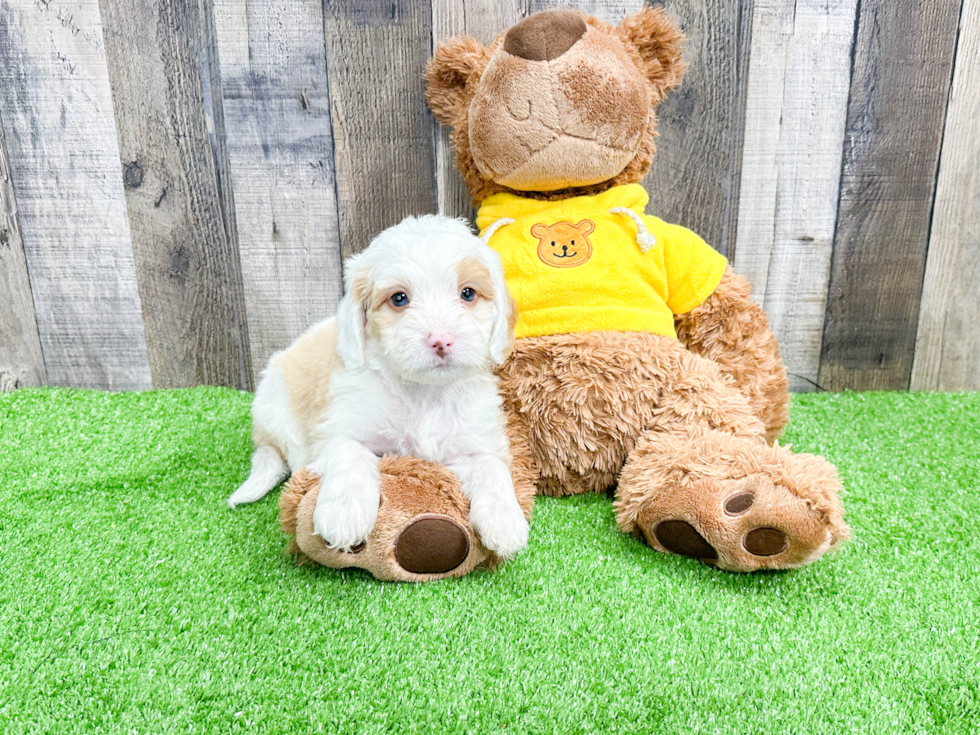 Cute Mini Bernedoodle Baby