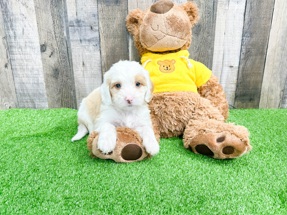 Mini Bernedoodle Pup Being Cute