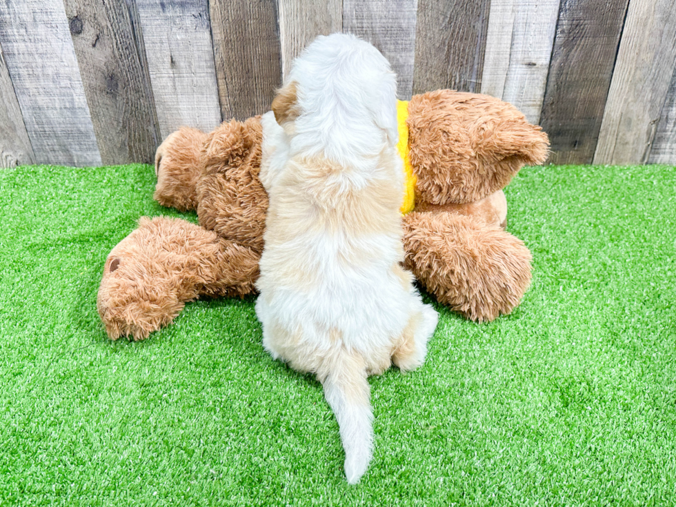 Mini Bernedoodle Pup Being Cute