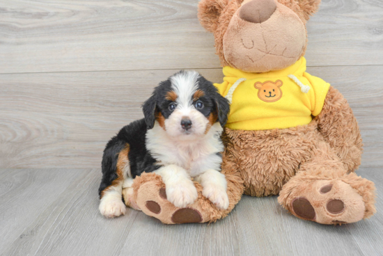 Popular Mini Bernedoodle Poodle Mix Pup