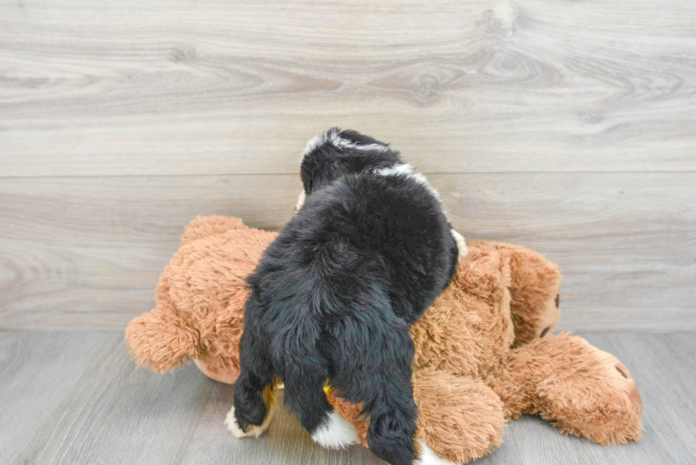 Mini Bernedoodle Pup Being Cute