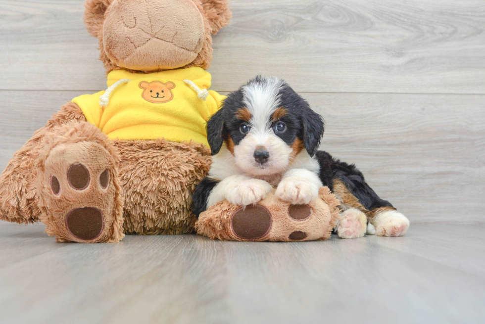 Sweet Mini Bernedoodle Baby