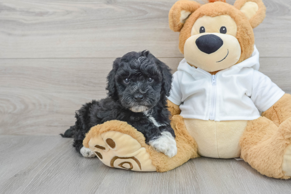 Popular Mini Bernedoodle Poodle Mix Pup