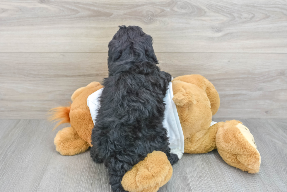 Mini Bernedoodle Pup Being Cute