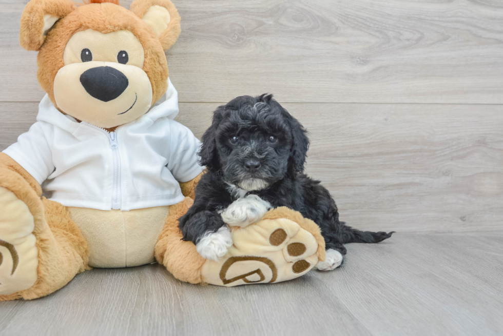 Happy Mini Bernedoodle Baby