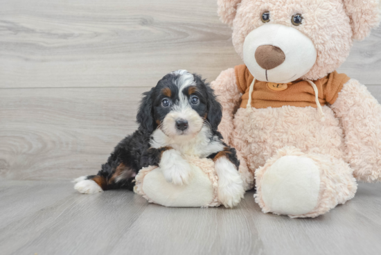 Fluffy Mini Bernedoodle Poodle Mix Pup