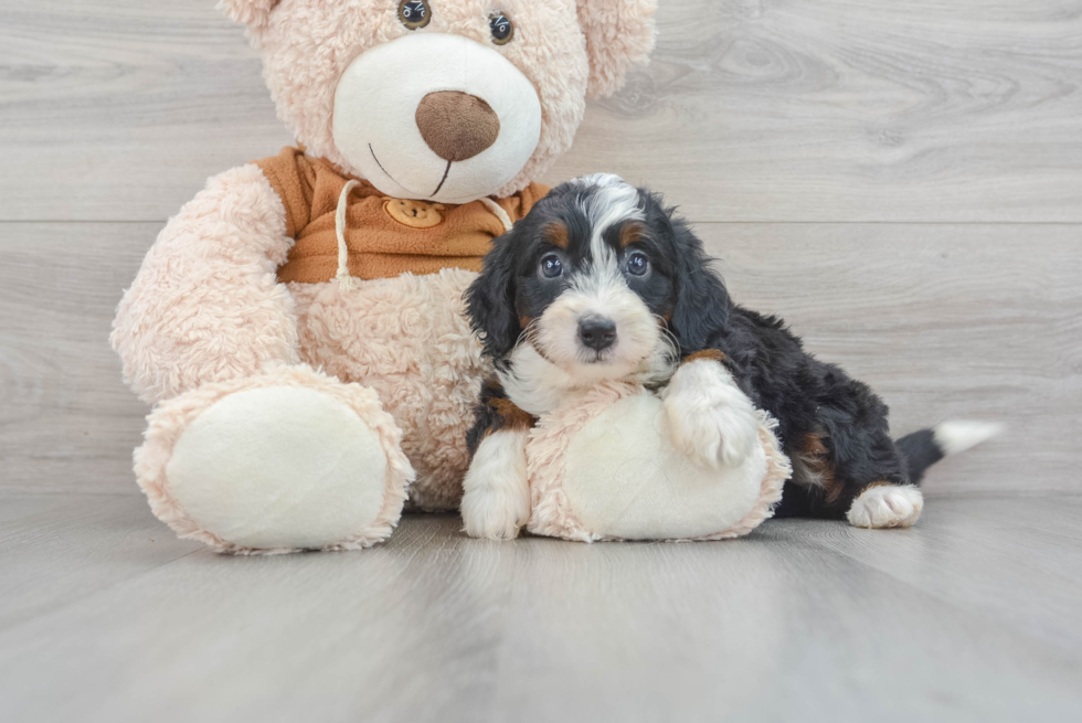 Mini Bernedoodle Puppy for Adoption