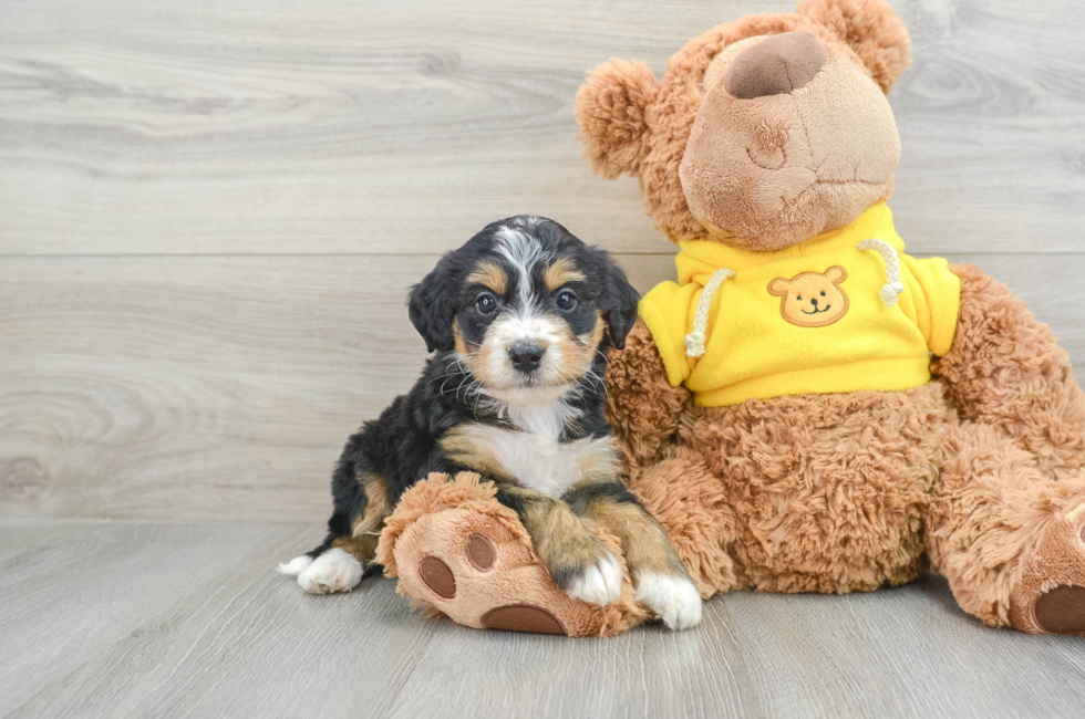 7 week old Mini Bernedoodle Puppy For Sale - Premier Pups