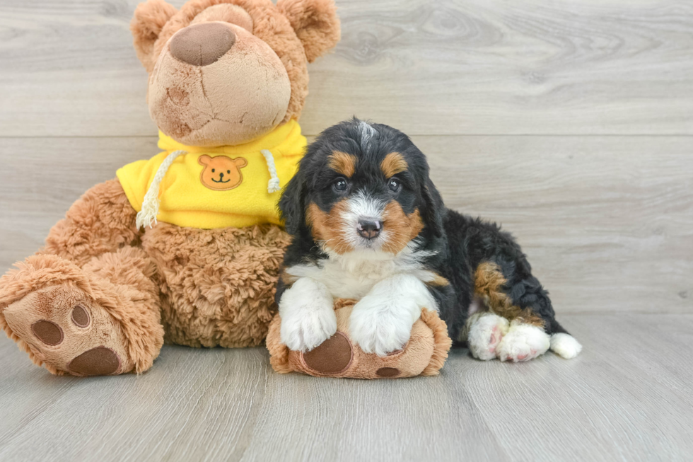 Sweet Mini Bernedoodle Baby