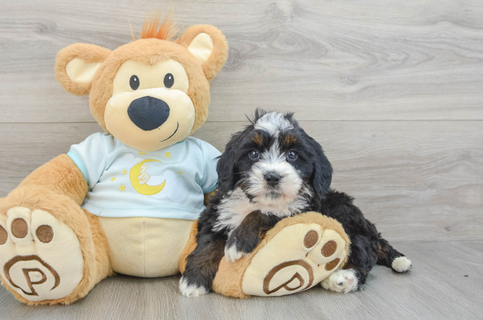 6 week old Mini Bernedoodle Puppy For Sale - Premier Pups