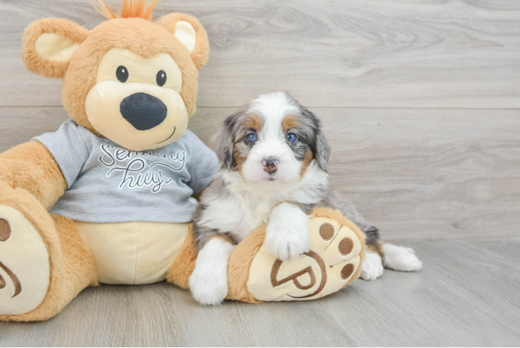 Mini Bernedoodle Puppy for Adoption