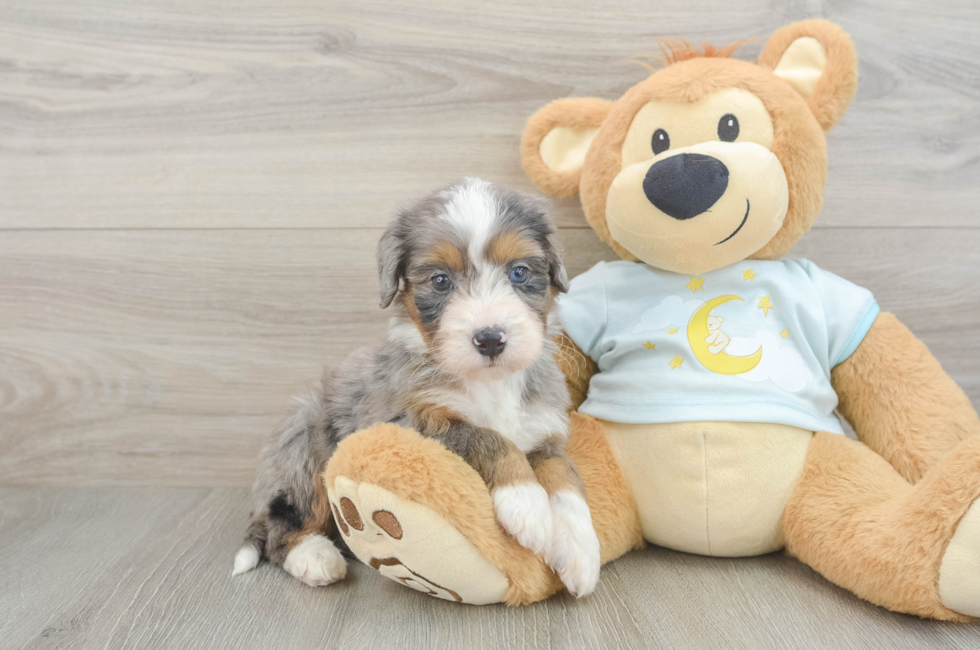 5 week old Mini Bernedoodle Puppy For Sale - Premier Pups