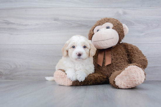 Mini Bernedoodle Puppy for Adoption