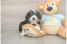 Best Mini Bernedoodle Baby
