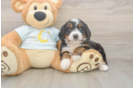 Funny Mini Bernedoodle Poodle Mix Pup