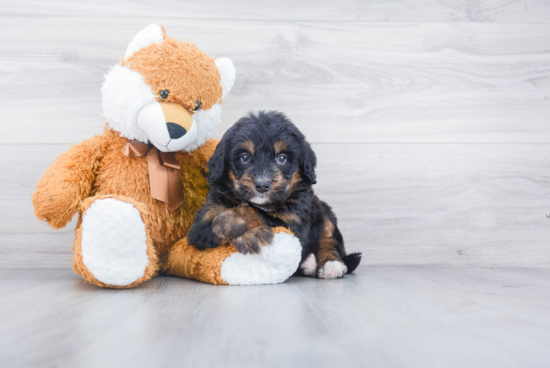 Best Mini Bernedoodle Baby