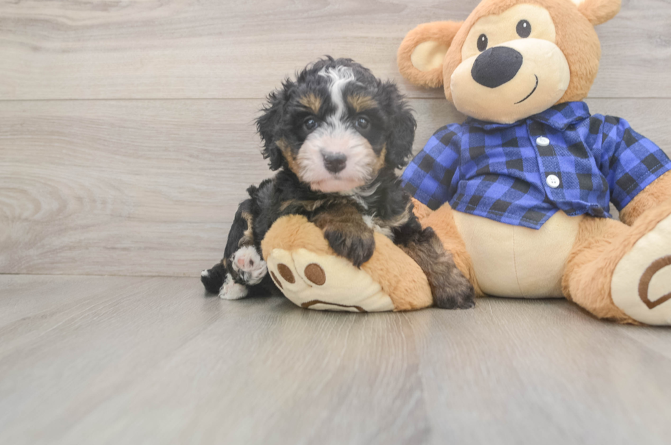 5 week old Mini Bernedoodle Puppy For Sale - Premier Pups